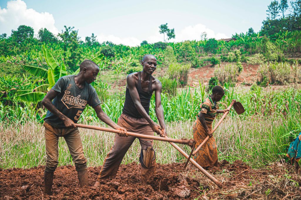 Three farmers manually plowing fields in a vibrant rural setting, showcasing teamwork and agriculture.