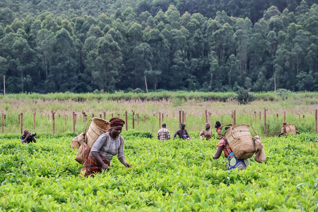 Women harvesting in vibrant green tea fields surrounded by dense forest.
